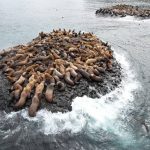 Экскурсия на лежбище сивучей на Сахалине